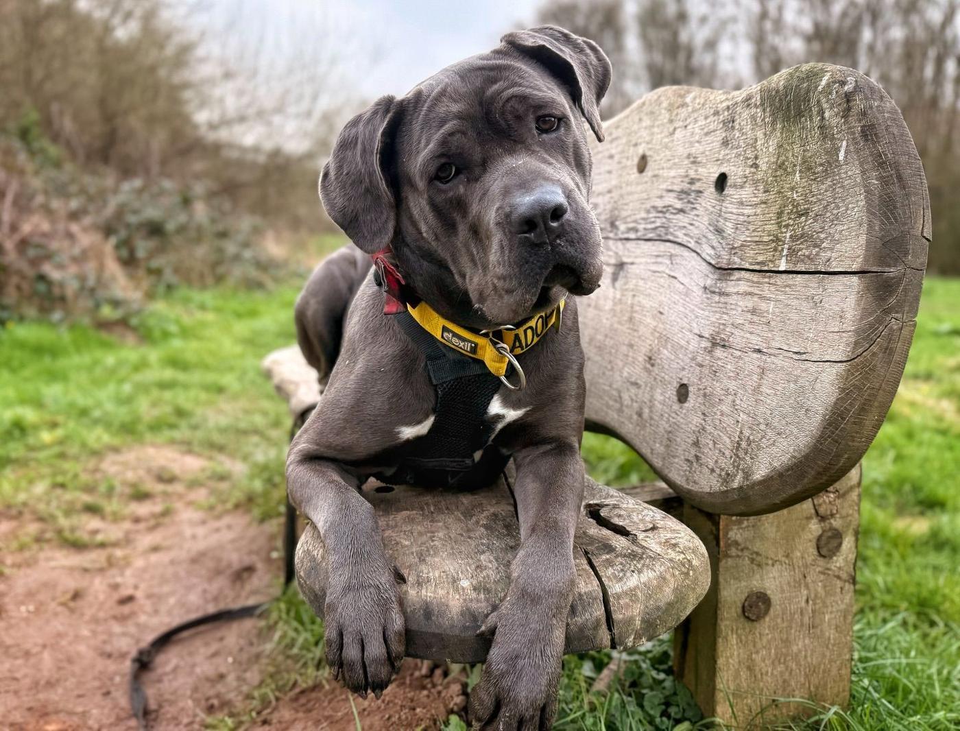 Grey mastiff resting against a wooden bench