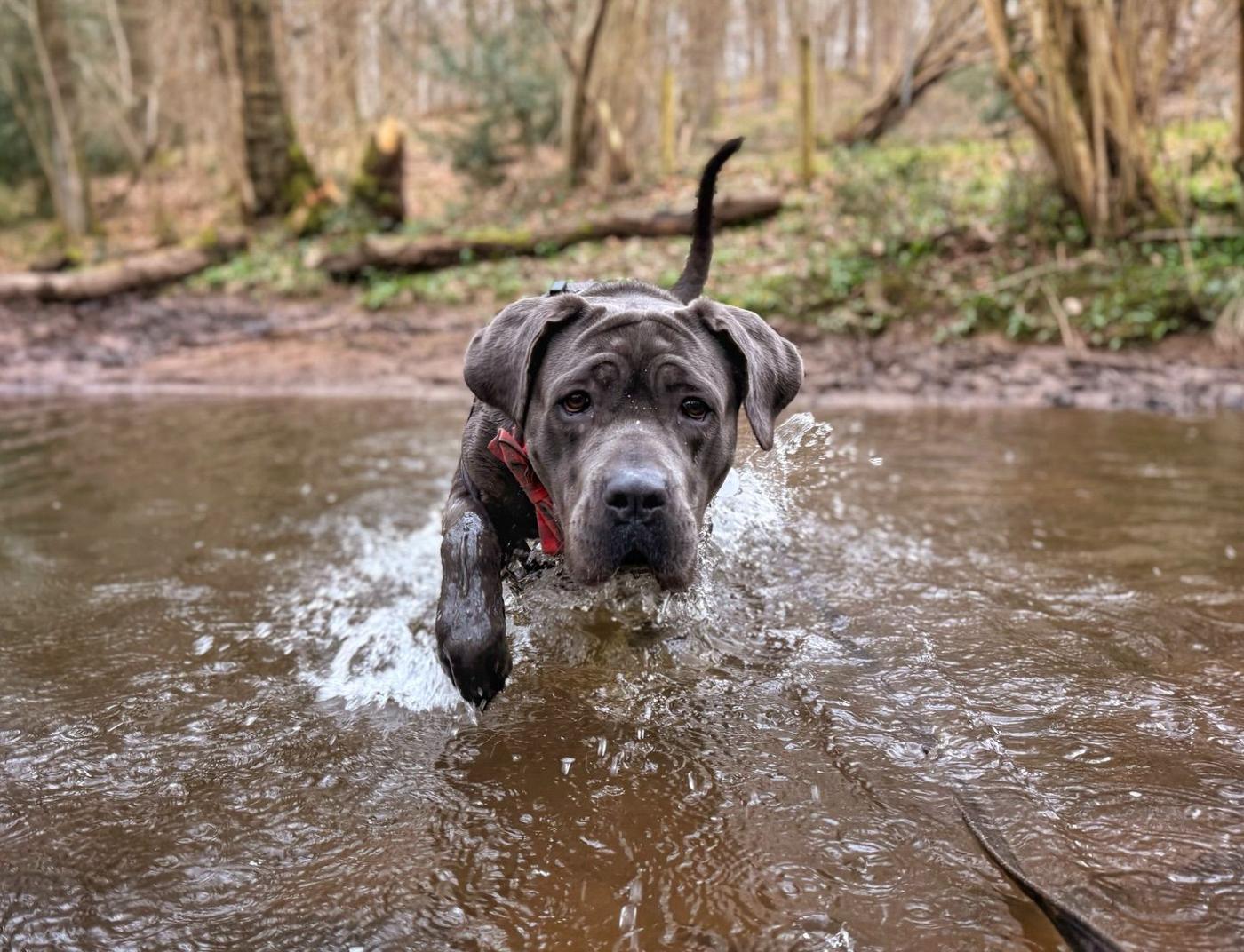 Big grey dog splashing through a woodland stream