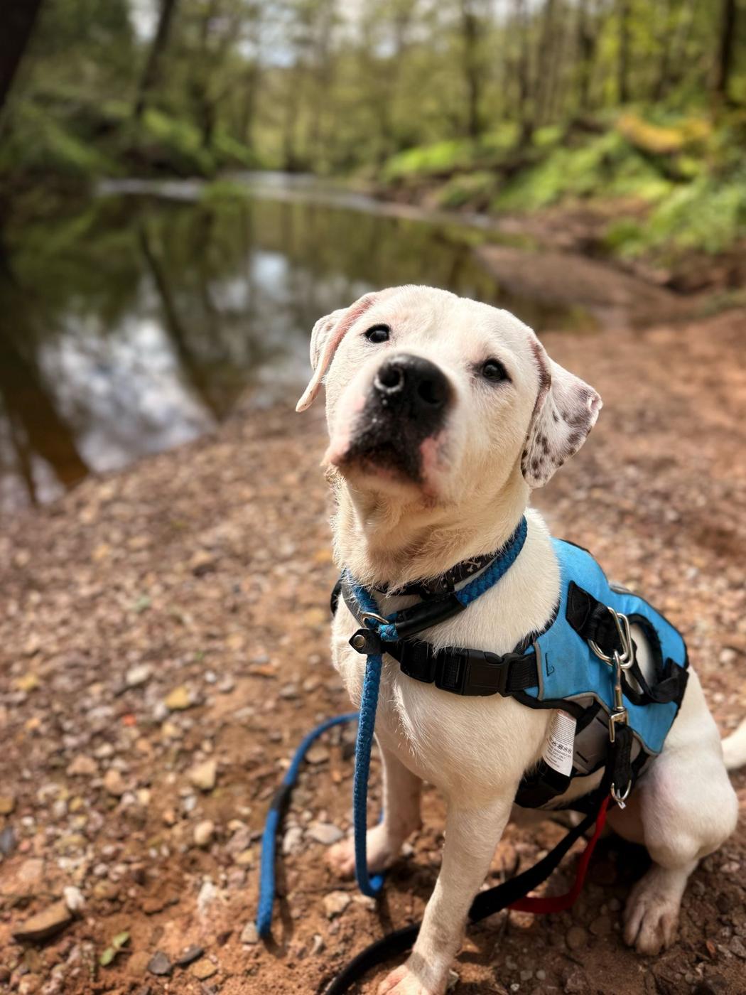 White dog in a blue harness by a river