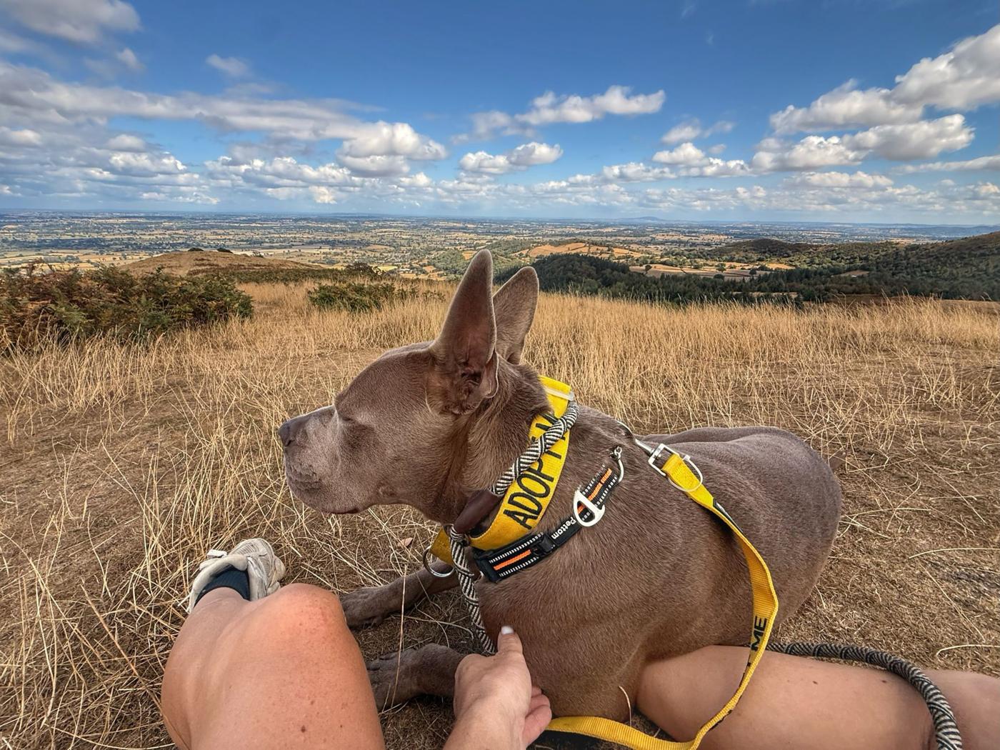 Dog resting on a hilltop with views across Shropshire