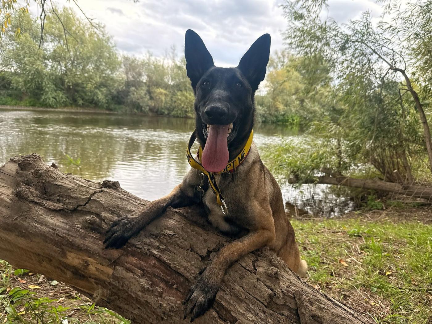 Malinois lying on a log by a river