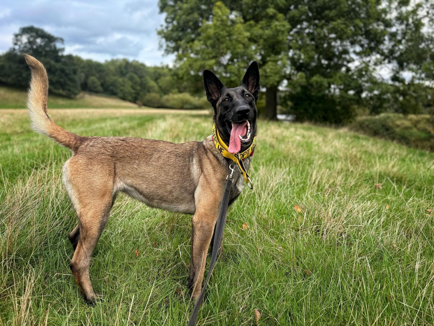 Malinois standing in long grass, tail up