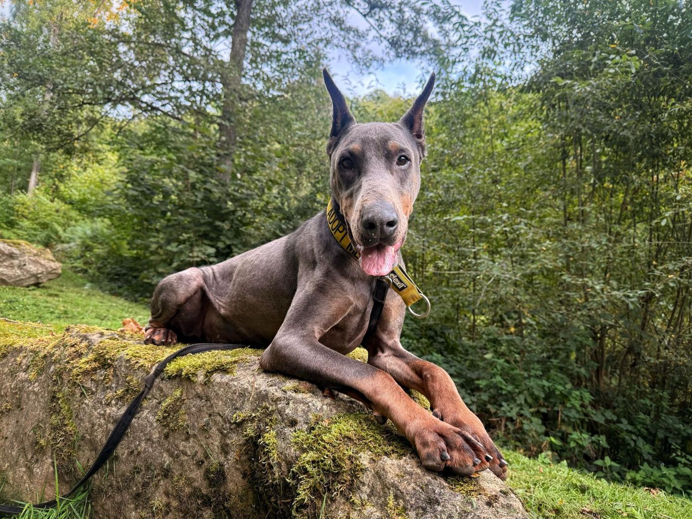 Dog lying on a mossy rock in the woods on a day trip