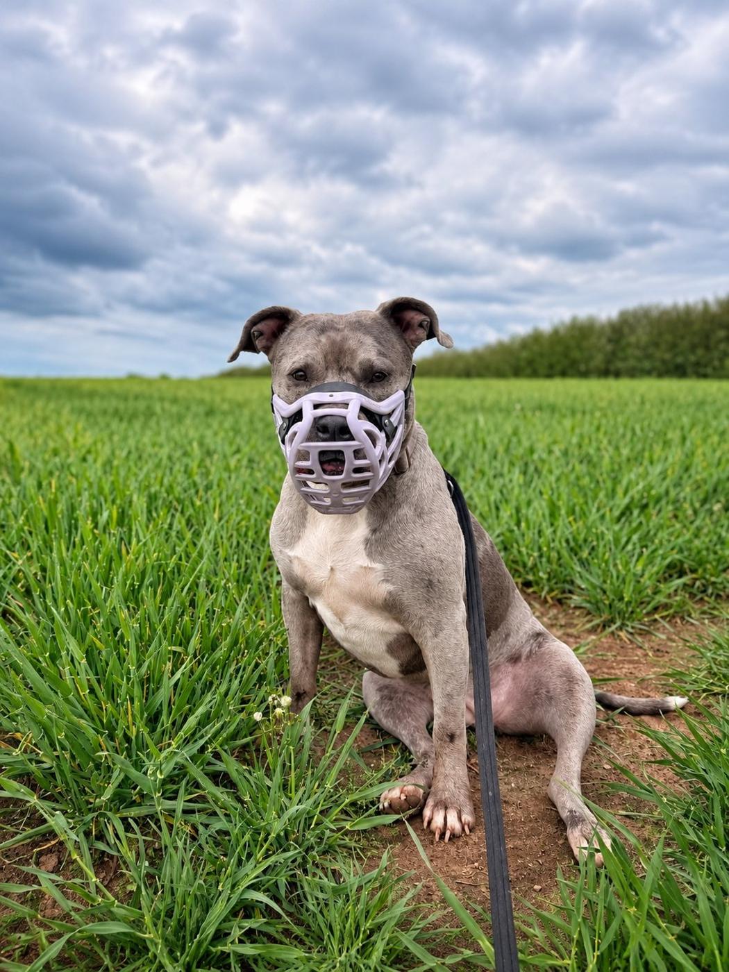 A big blue bully breed in a muzzle, sitting calmly in a green Shropshire field
